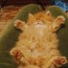 L@zyCat